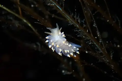 Eubranchus tricolor