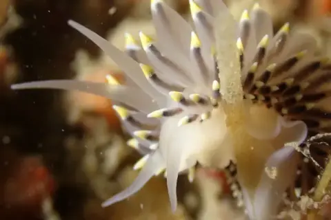 Eubranchus tricolor