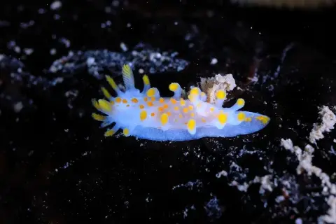 Limacia clavigera
