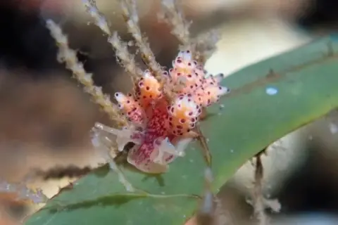 Doto coronata