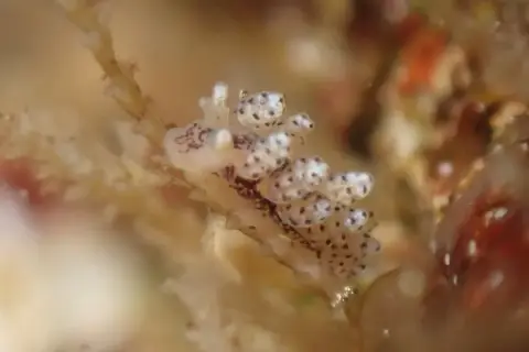 Doto coronata