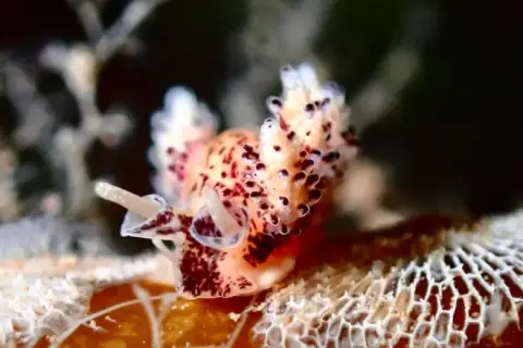 Doto coronata