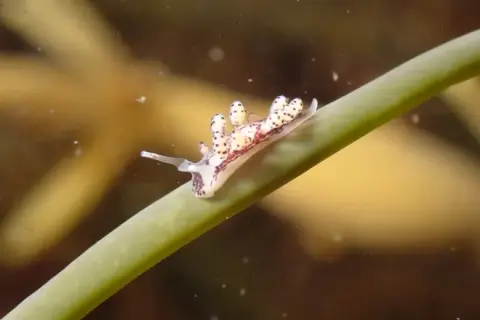 Doto coronata