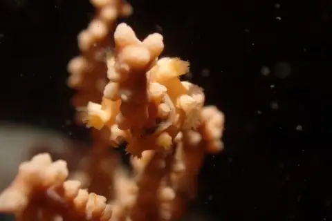 Candiella odhneri