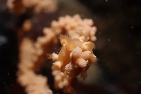 Candiella odhneri