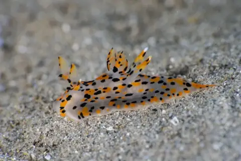 Thecacera pennigera