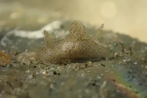 Thecacera pennigera